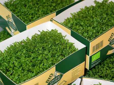 Benefits of aliv seeds